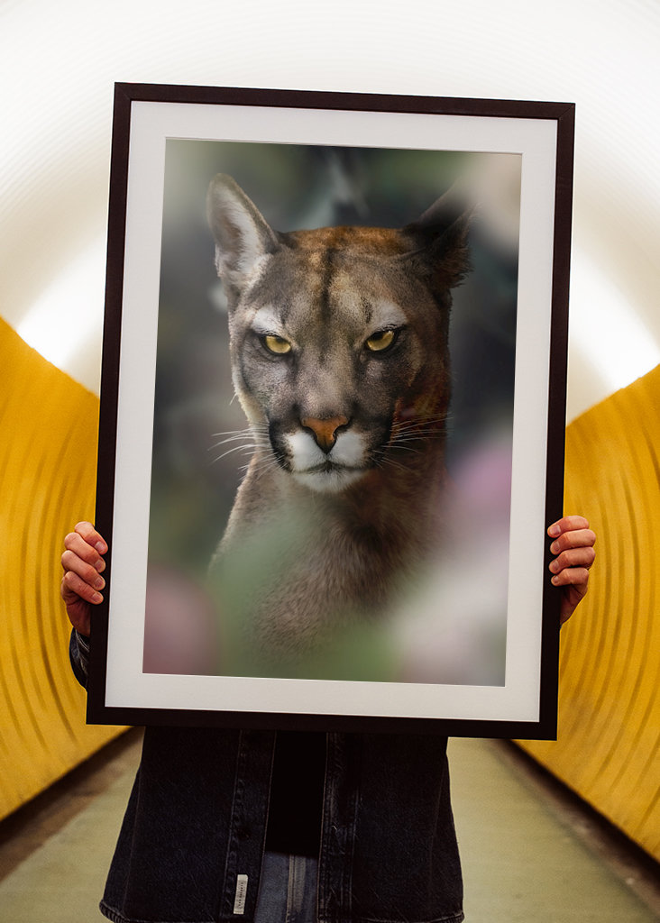 Böser Puma - Bad Cougar