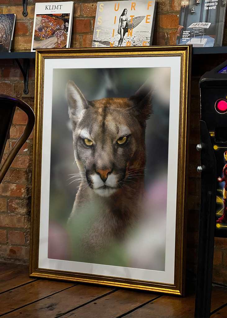 Böser Puma - Bad Cougar