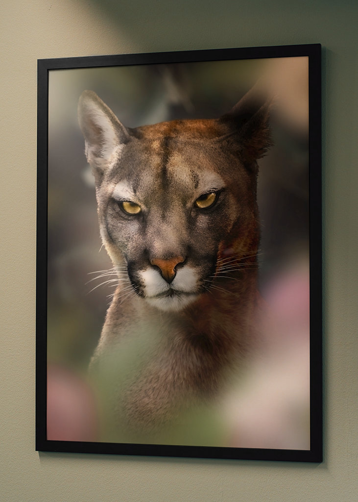 Böser Puma - Bad Cougar