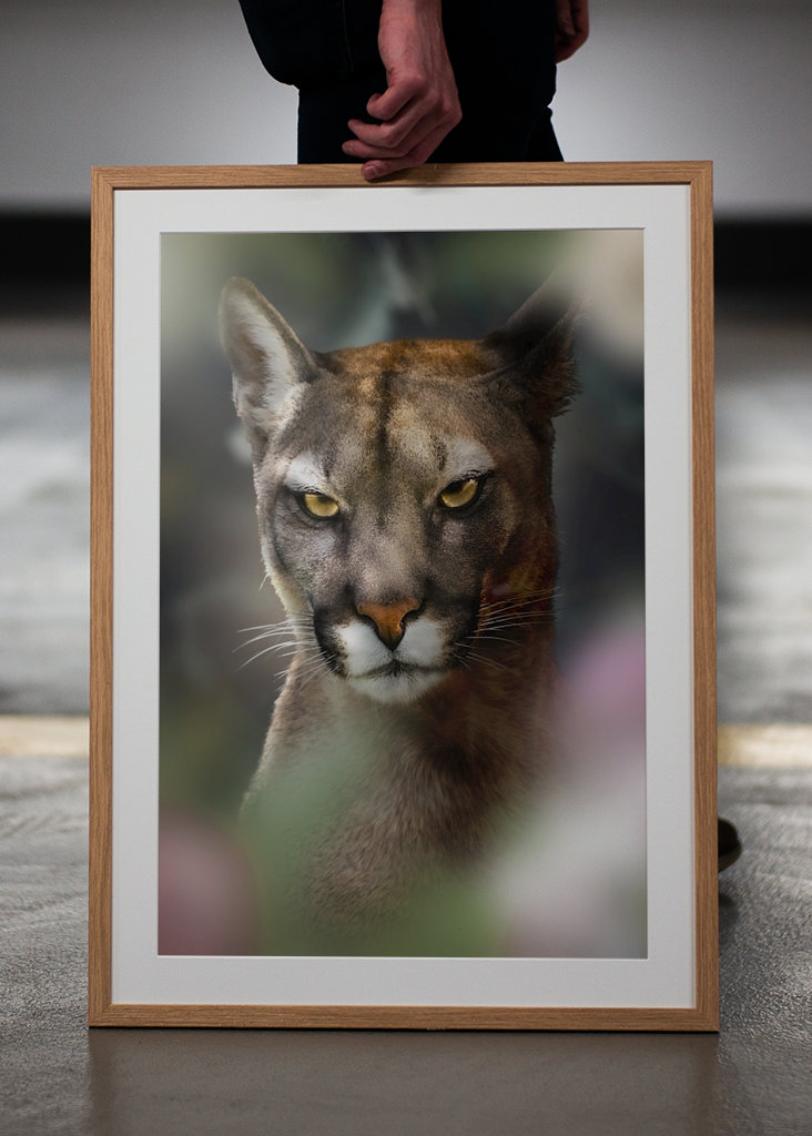 Böser Puma - Bad Cougar