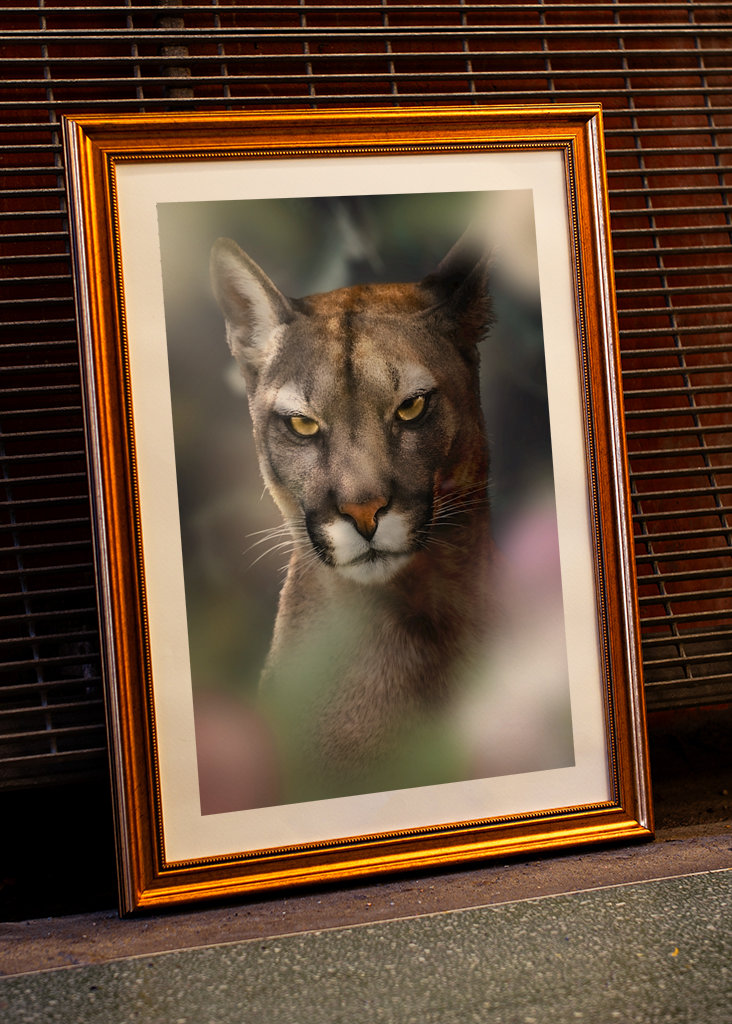 Böser Puma - Bad Cougar