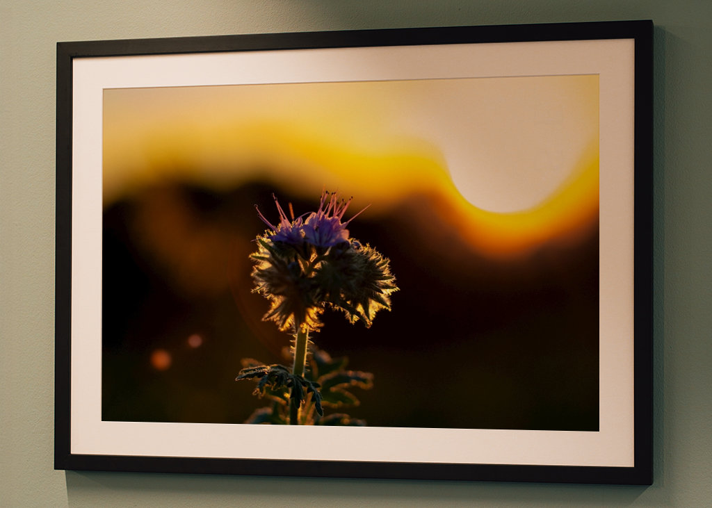 Lila blomma vid solnedgången 