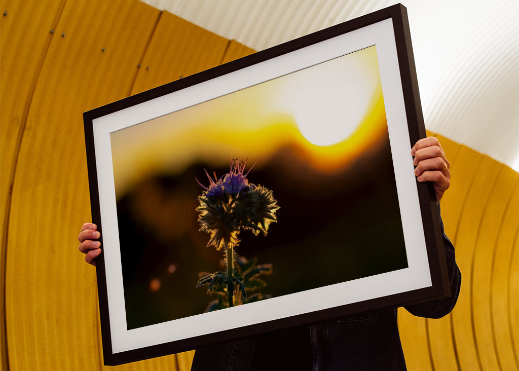 Lila blomma vid solnedgången 