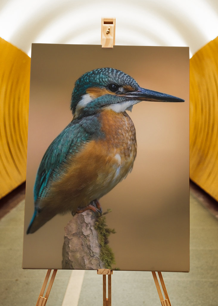 Martin pescatore nella luce del mattino