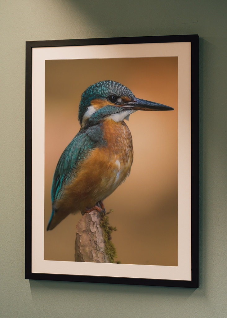 Martin pescatore nella luce del mattino