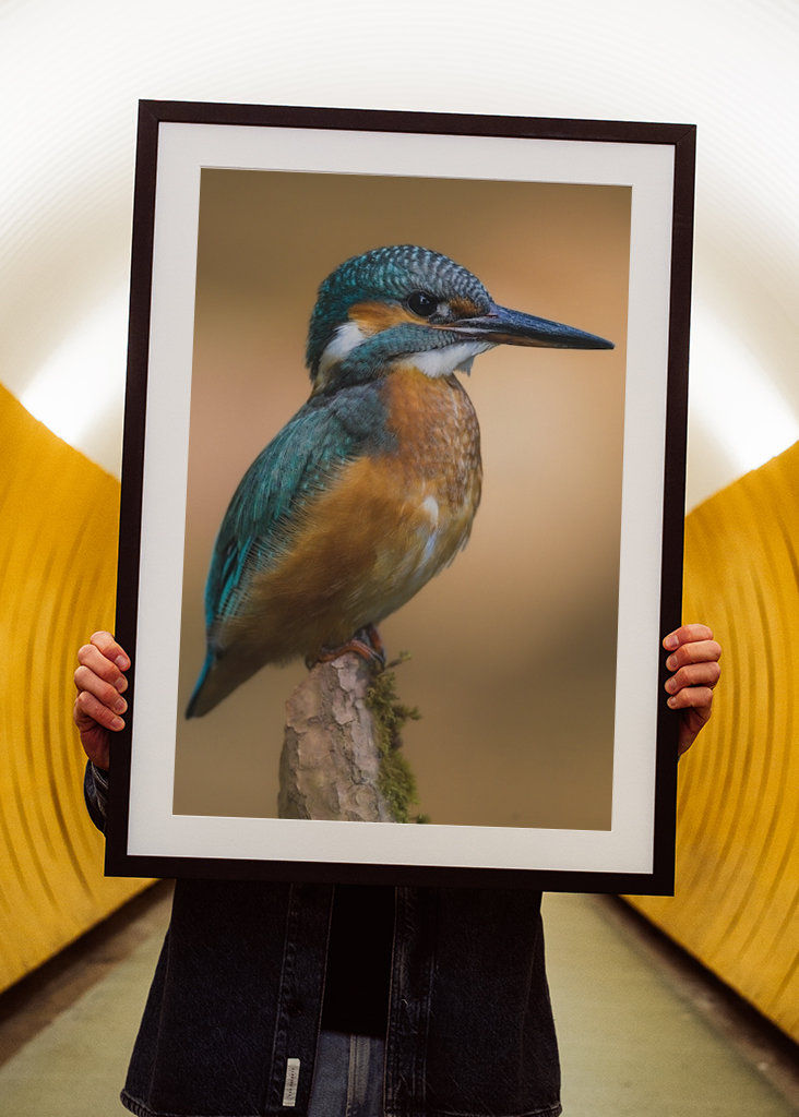 Martin pescatore nella luce del mattino