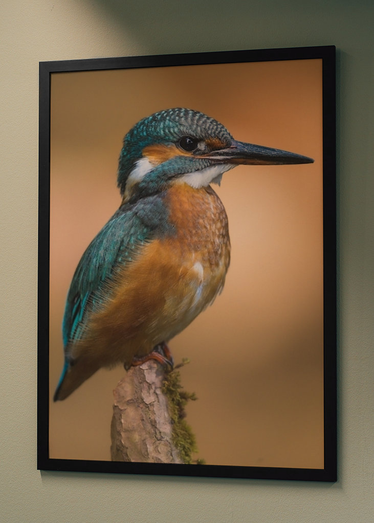 Martin pescatore nella luce del mattino