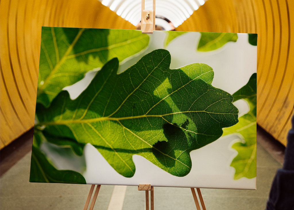 Eichenblatt mit Ameisen