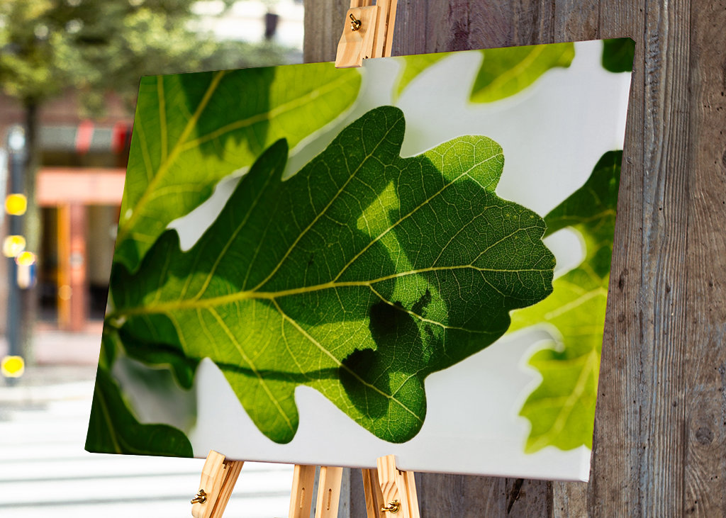 Eichenblatt mit Ameisen