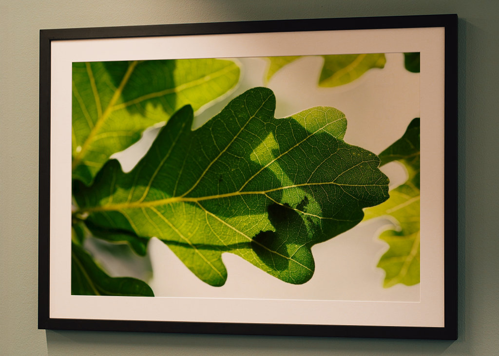 Eichenblatt mit Ameisen