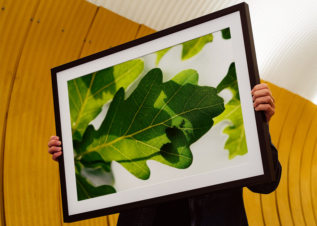 Eichenblatt mit Ameisen