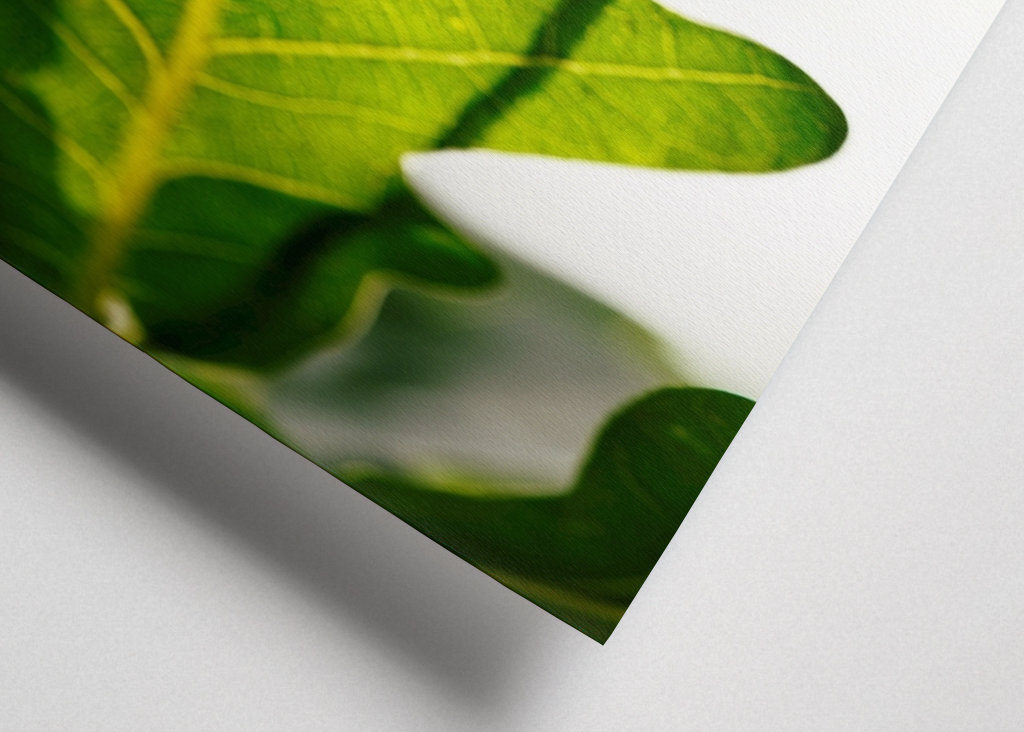 Eichenblatt mit Ameisen