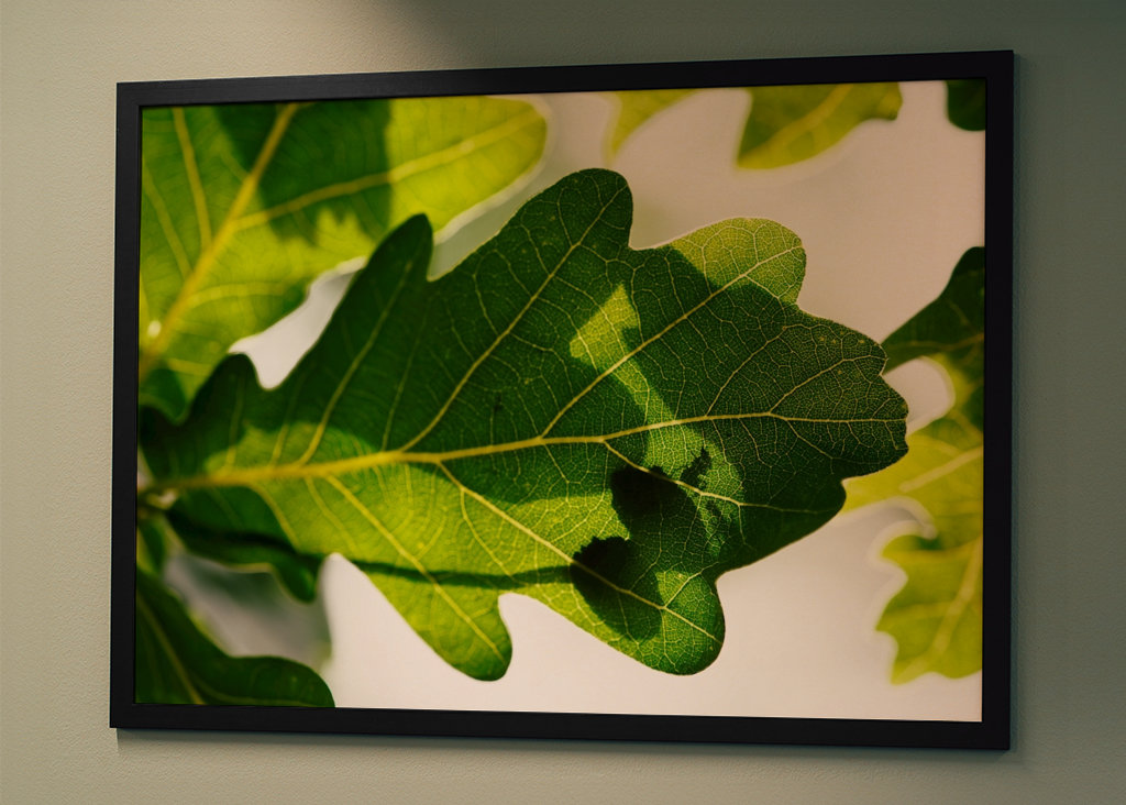 Eichenblatt mit Ameisen