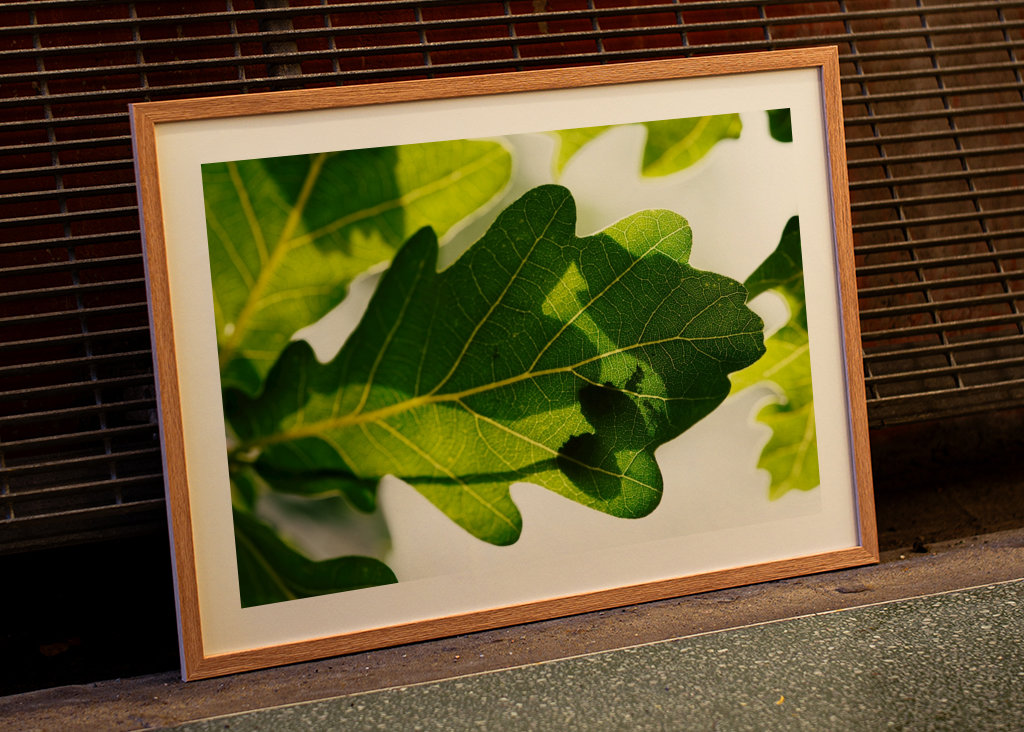 Eichenblatt mit Ameisen