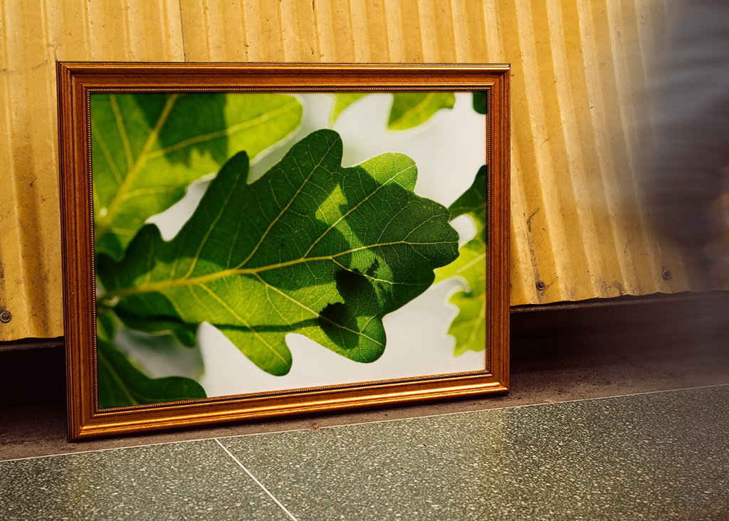 Eichenblatt mit Ameisen