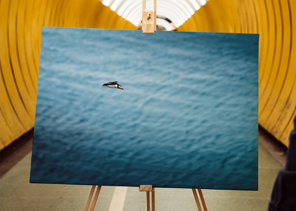 Papuchalkové Létání