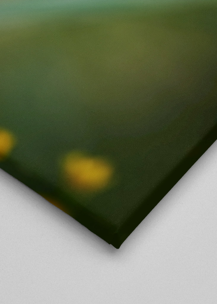 Mały żółty kwiat w lesie