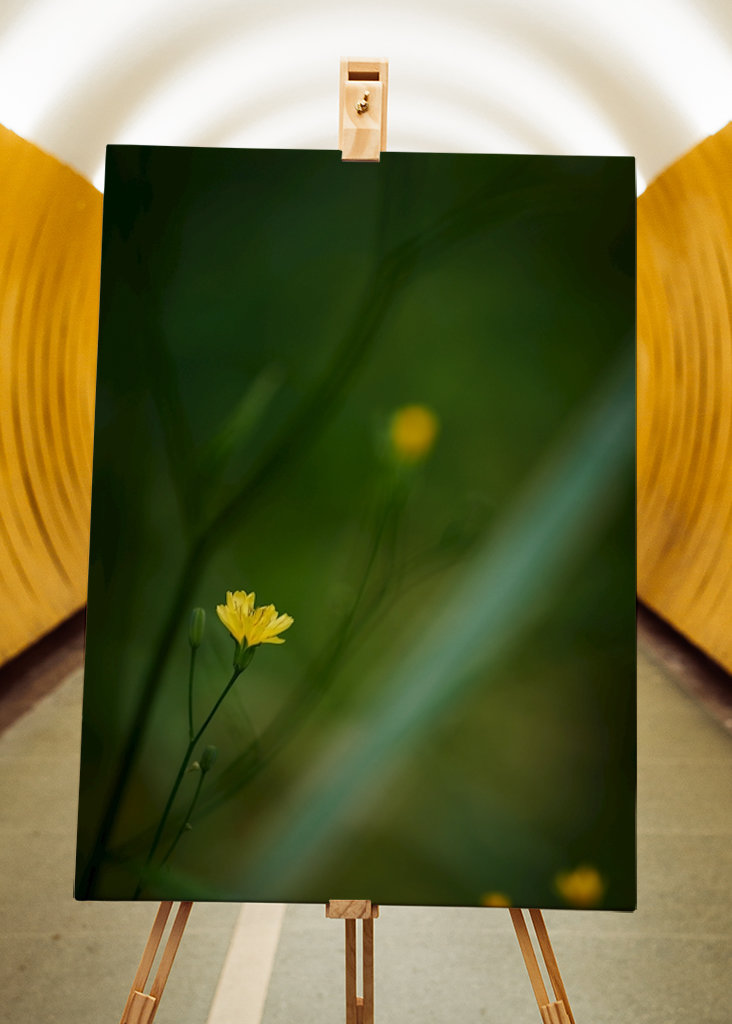 Mały żółty kwiat w lesie