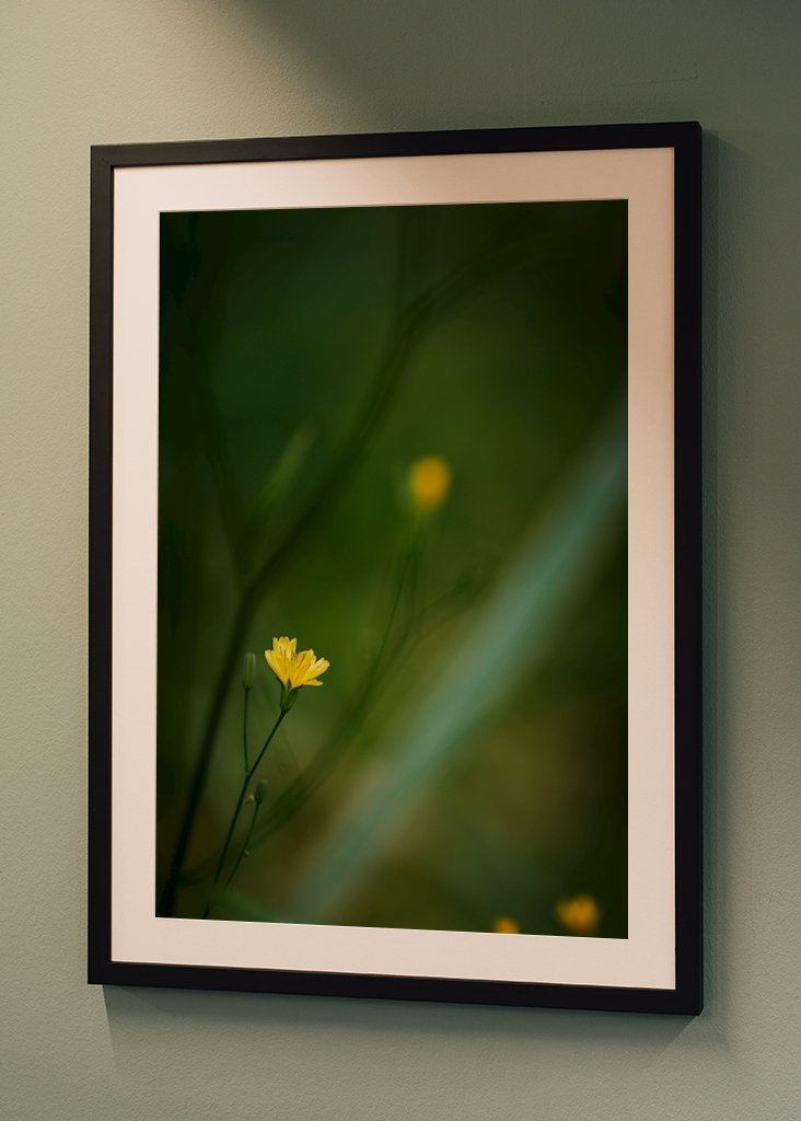 Mały żółty kwiat w lesie