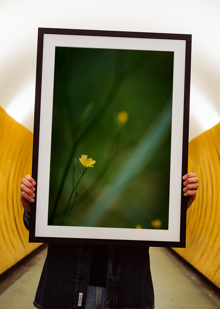 Mały żółty kwiat w lesie