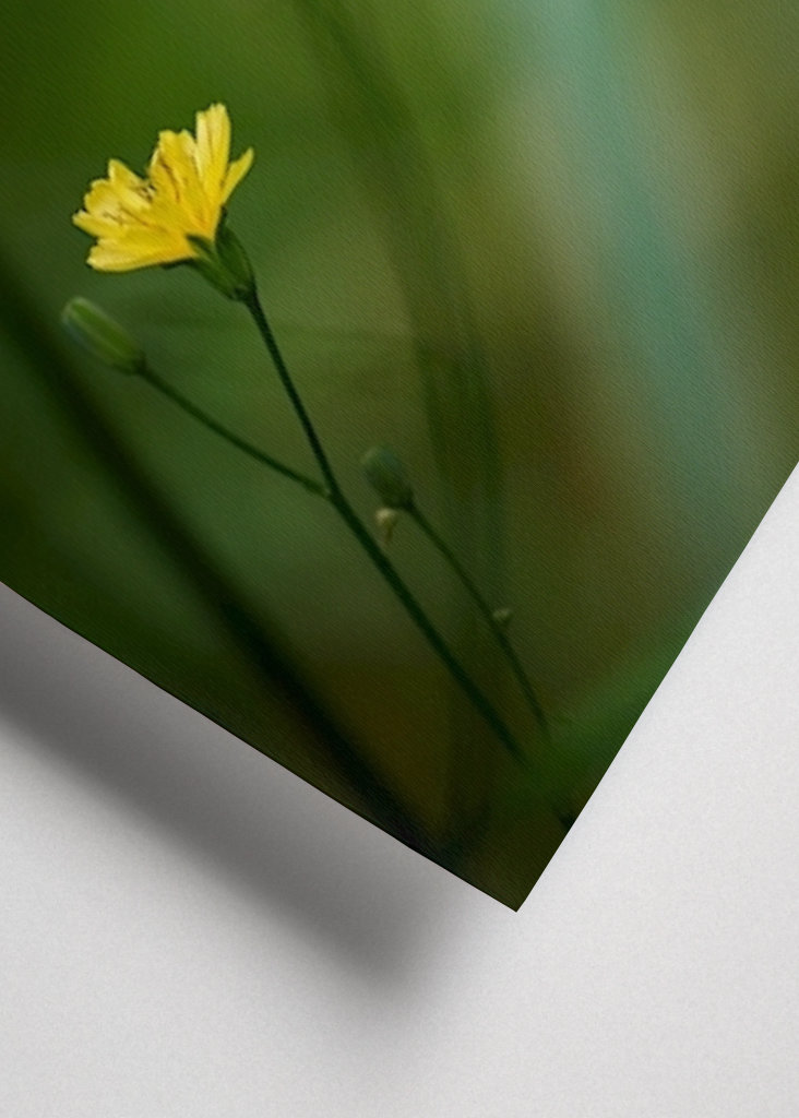 Mały żółty kwiat w lesie