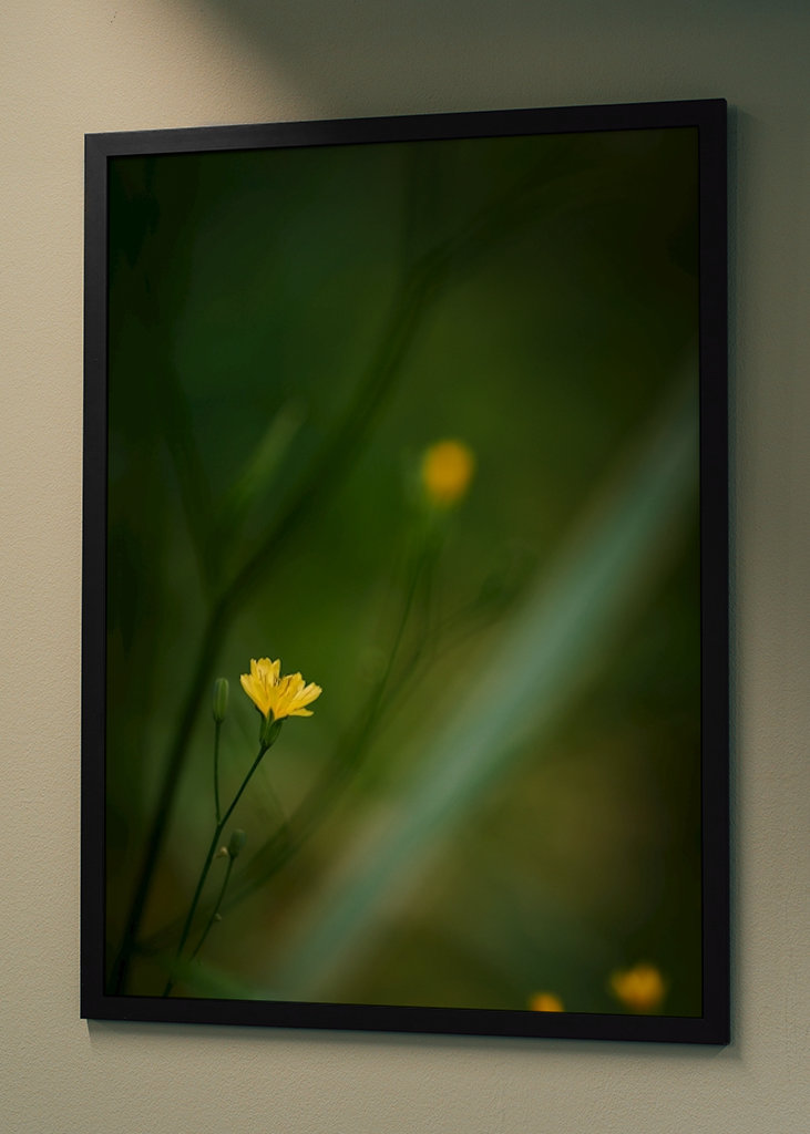 Mały żółty kwiat w lesie