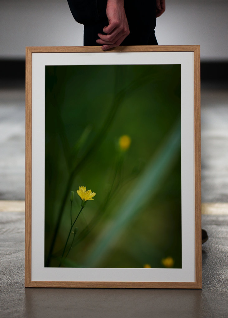 Mały żółty kwiat w lesie