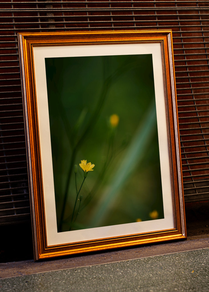 Mały żółty kwiat w lesie