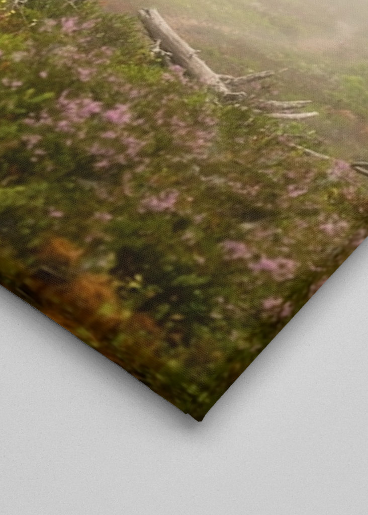 Foggy paths take you places