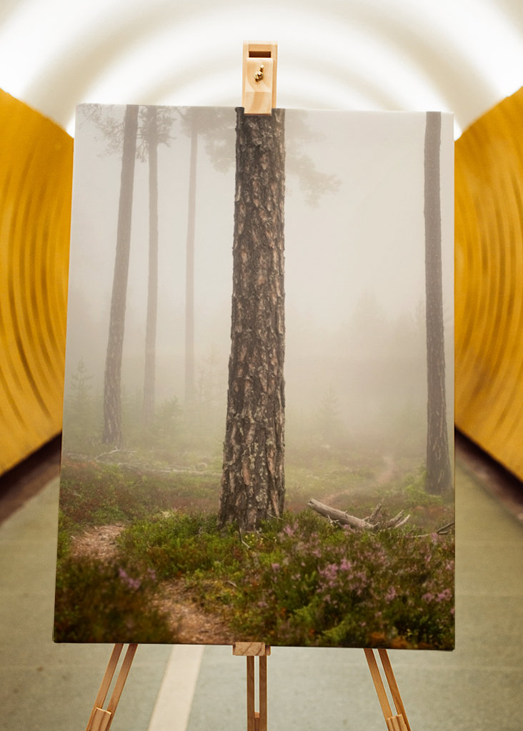 Foggy paths take you places