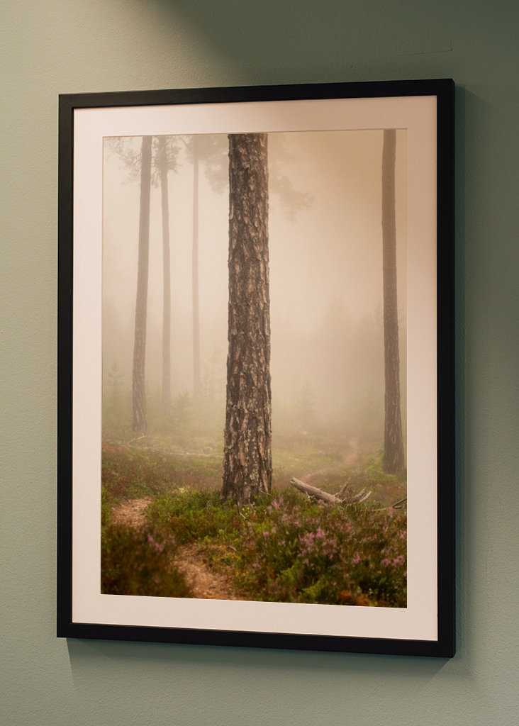 Foggy paths take you places