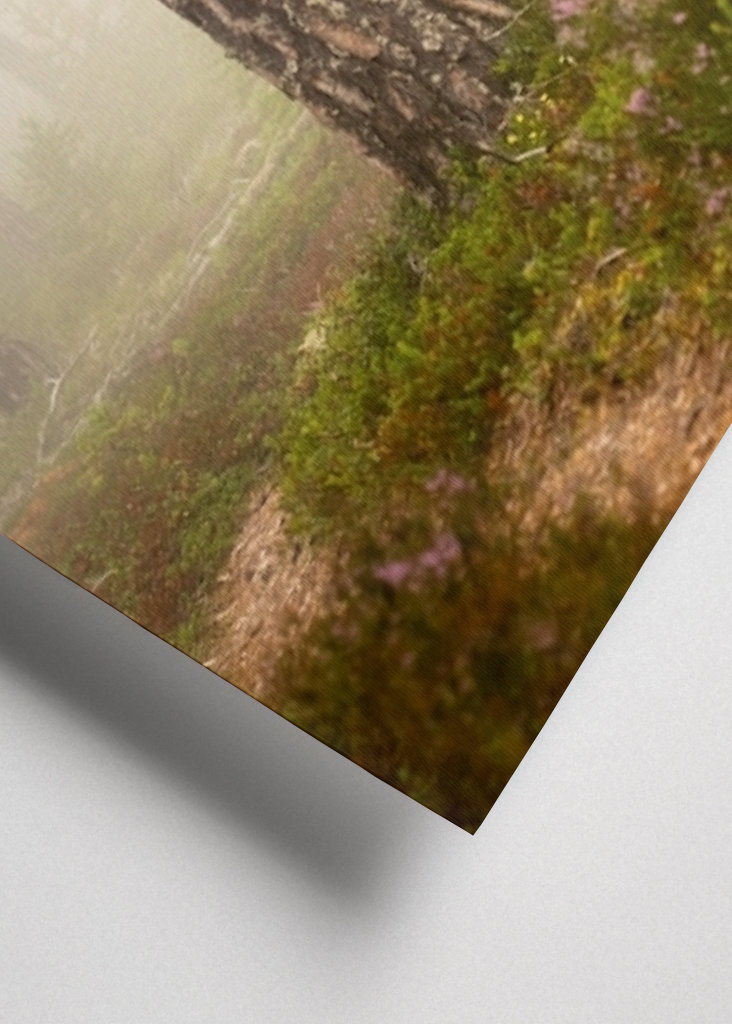 Foggy paths take you places