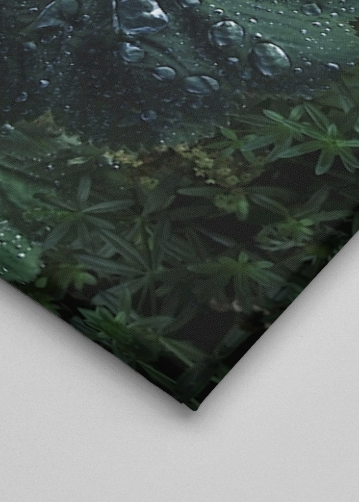 Mantello della dama cosparso di rugiada