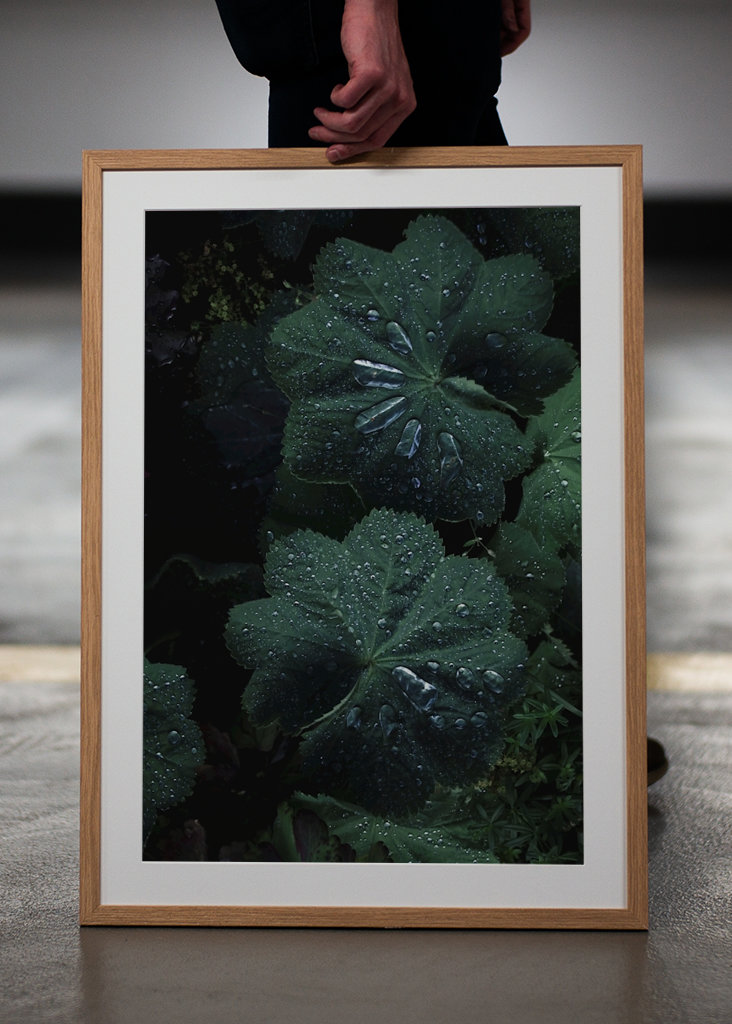 Mantello della dama cosparso di rugiada