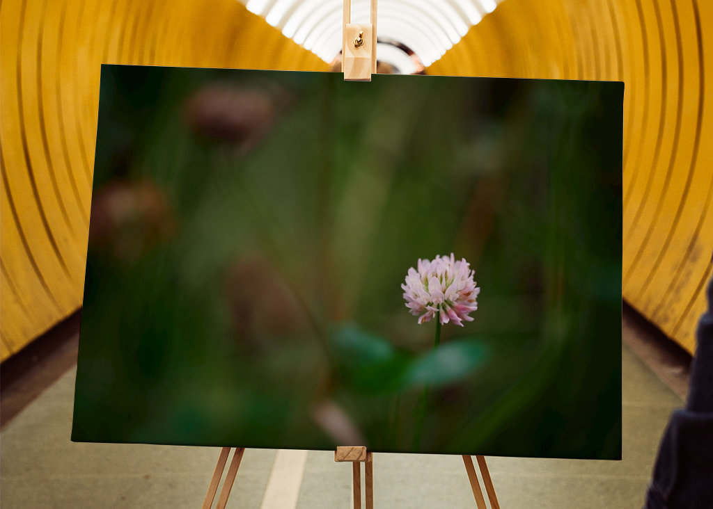 Květ jetele ve vysoké trávě