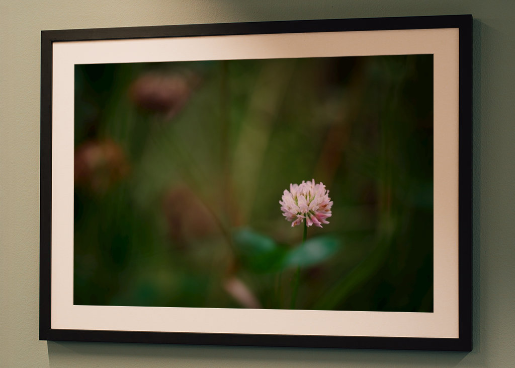 Květ jetele ve vysoké trávě