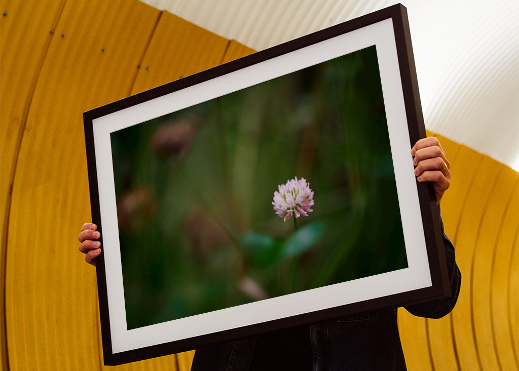Květ jetele ve vysoké trávě