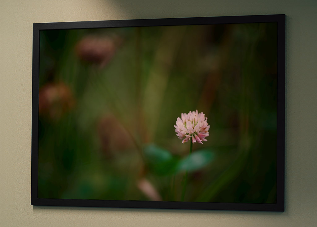 Květ jetele ve vysoké trávě