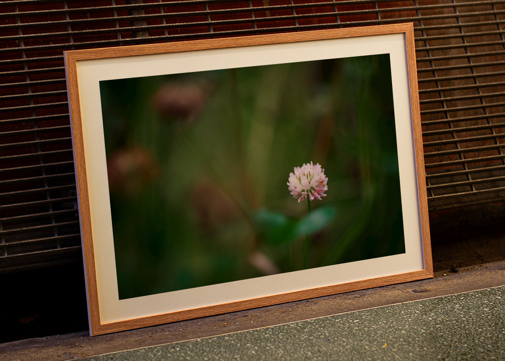 Květ jetele ve vysoké trávě