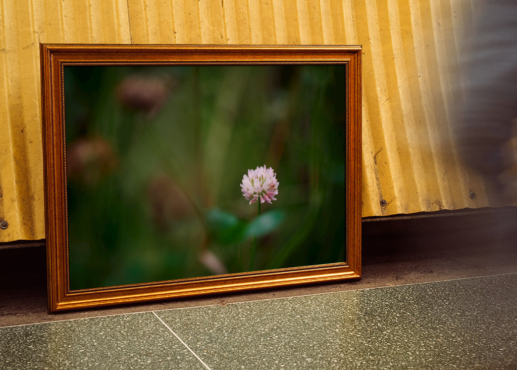 Květ jetele ve vysoké trávě