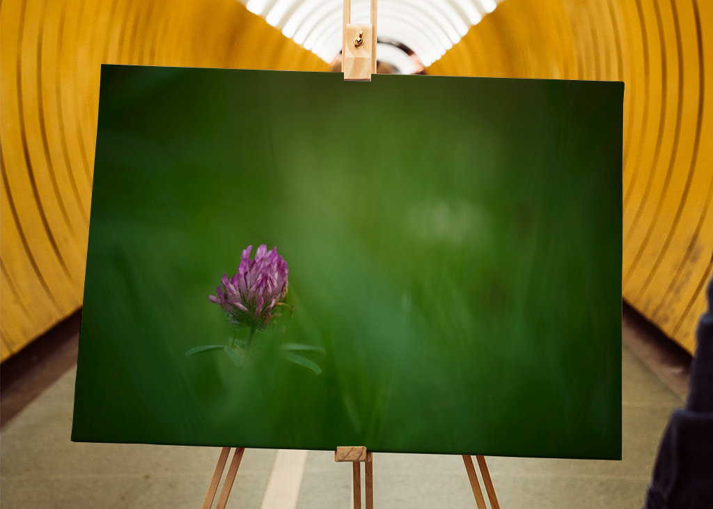 Květ červeného jetele v trávě