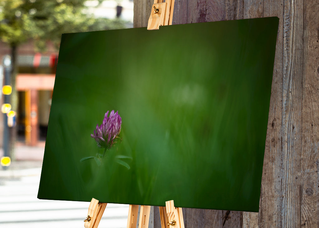 Květ červeného jetele v trávě