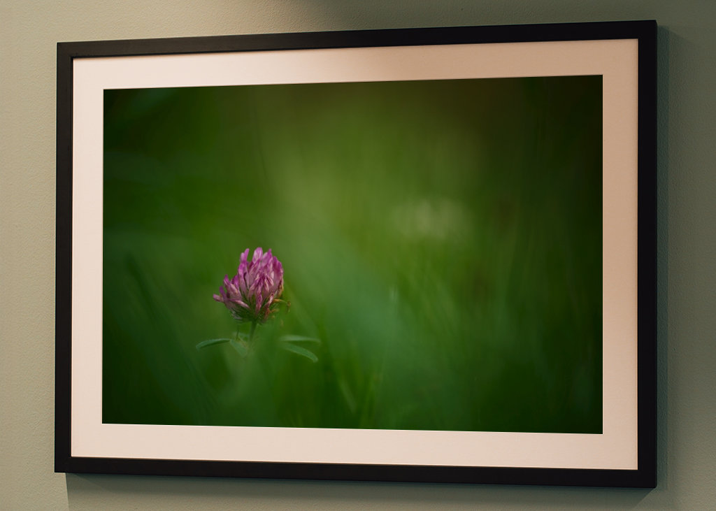 Květ červeného jetele v trávě