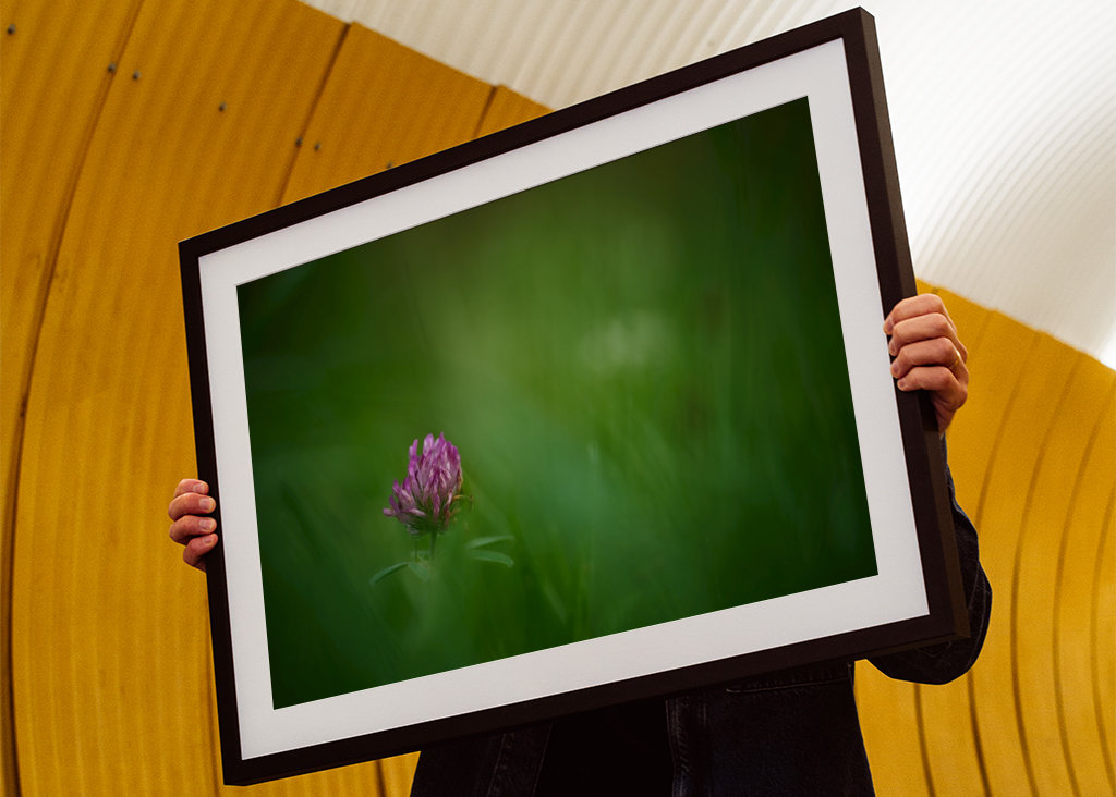 Květ červeného jetele v trávě