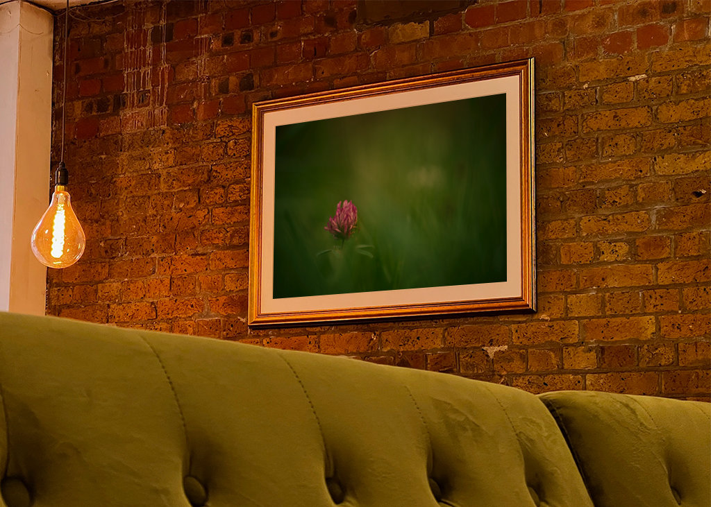 Květ červeného jetele v trávě