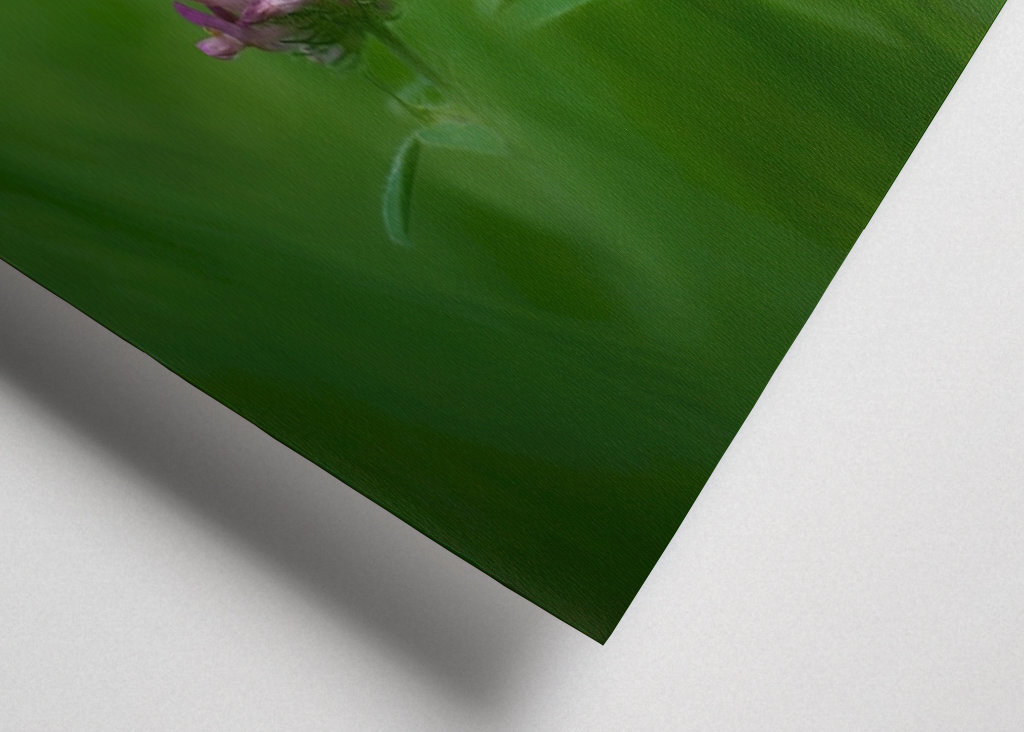 Květ červeného jetele v trávě