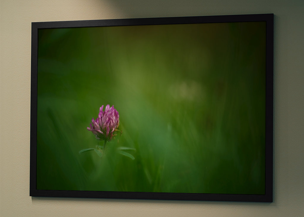 Květ červeného jetele v trávě