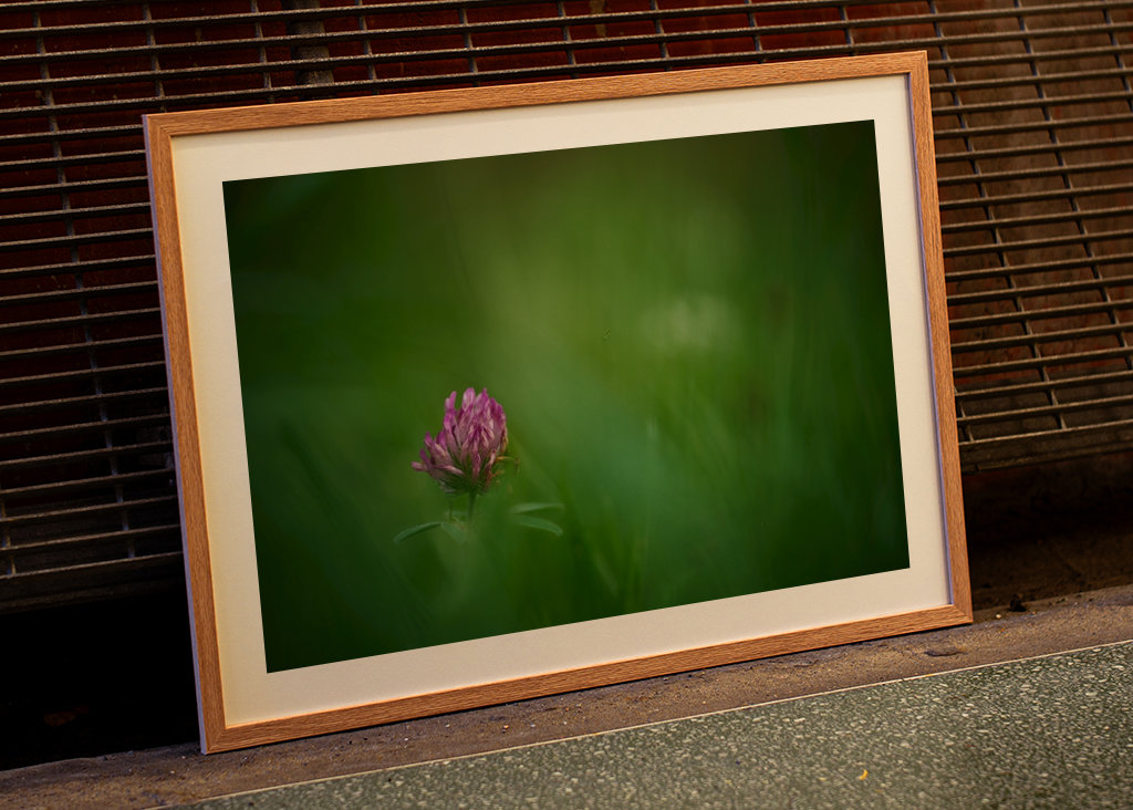 Květ červeného jetele v trávě