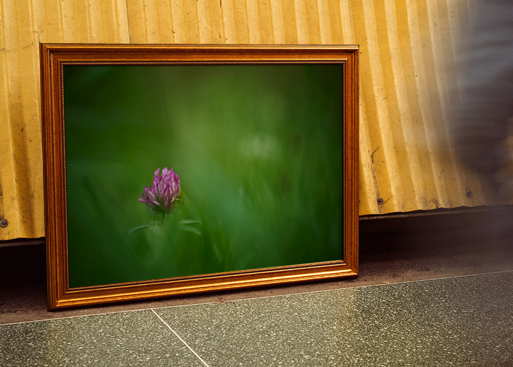 Květ červeného jetele v trávě