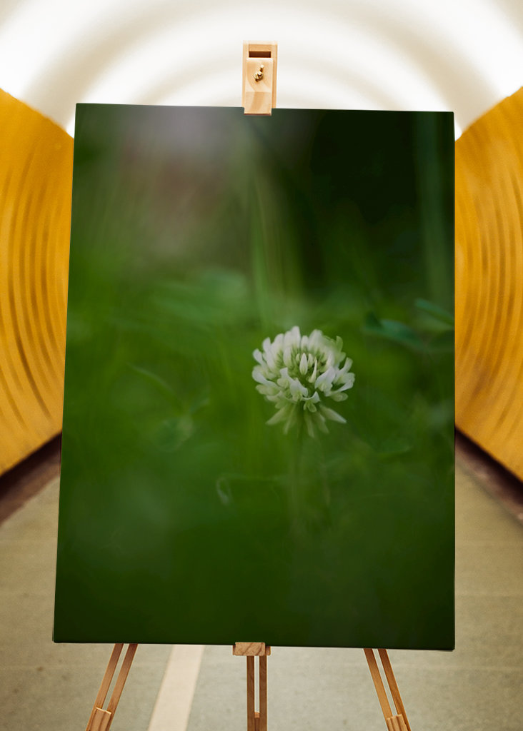 Květ bílého jetele v trávě